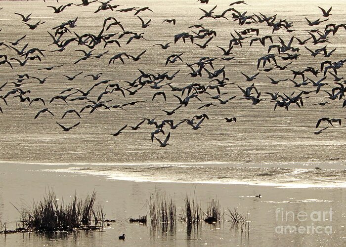 Snow Geese Greeting Card featuring the photograph Snow Geese in the Golden Moment by Paula Guttilla
