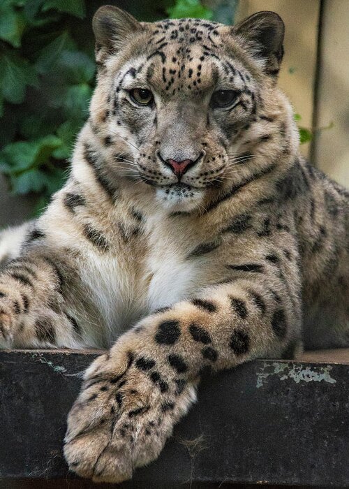 Zoo Boise Greeting Card featuring the photograph Snow Leopard 2 by Melissa Southern