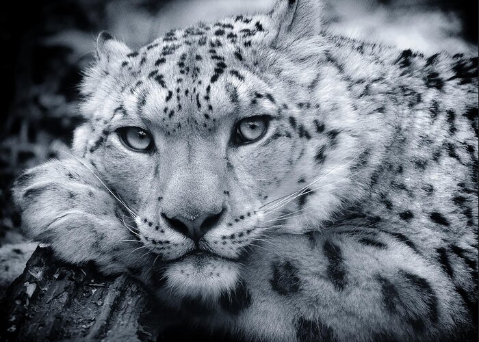 Snow Leopard Greeting Card featuring the photograph Snow Leopard Portrait - Request by Chris Boulton