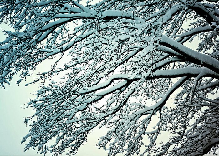 Nature Greeting Card featuring the photograph Snow Tree by Anthony M Davis