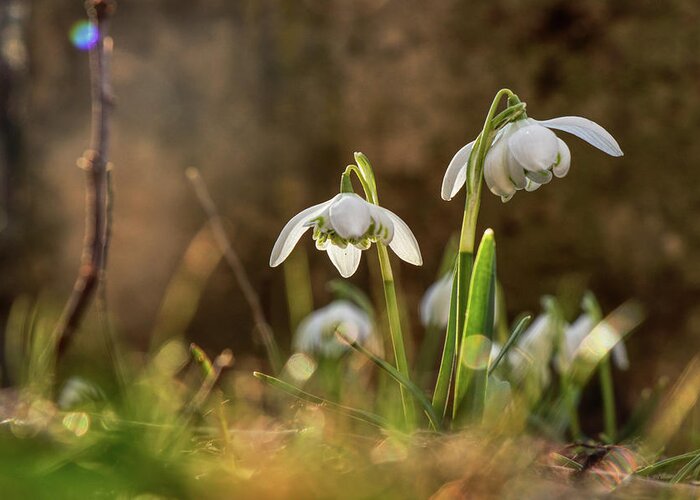 Galanthus Nivalis Greeting Card featuring the photograph Galanthus nivalis in gardenbed with backlight by Vaclav Sonnek