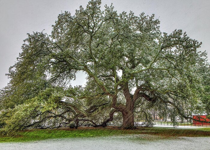 Emancipation Oak Greeting Card featuring the photograph Snowfall on Emancipation Oak Tree by Jerry Gammon