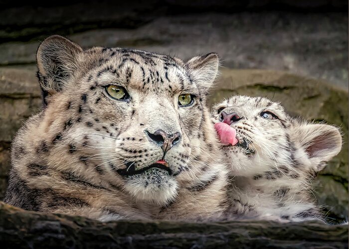 Snow Leopard Greeting Card featuring the photograph SnowLeopardLove by Chris Boulton