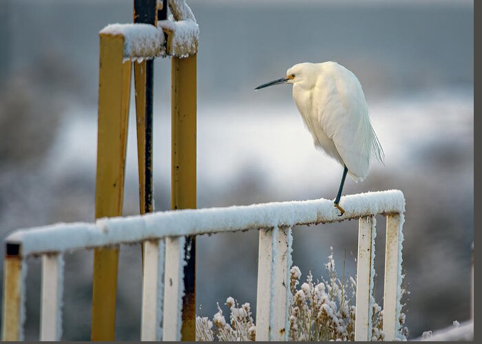 Snowy Egret Greeting Card featuring the photograph Snowy Egret 4 by Rick Mosher