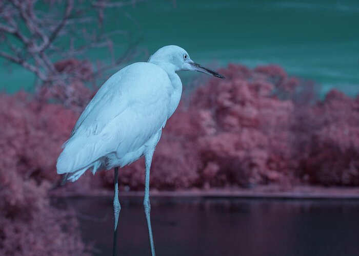 Bird Greeting Card featuring the photograph Snowy Egret by Carolyn Hutchins