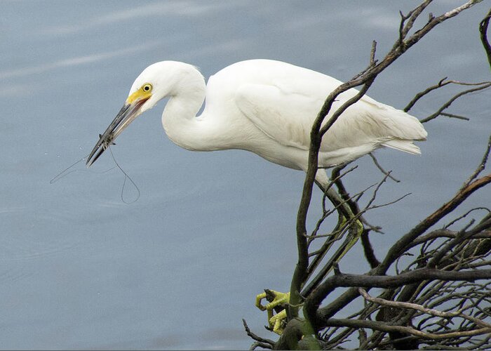 Birds Greeting Card featuring the photograph Snowy Egret Enjoying a Shrimp Meal by Bruce Gourley