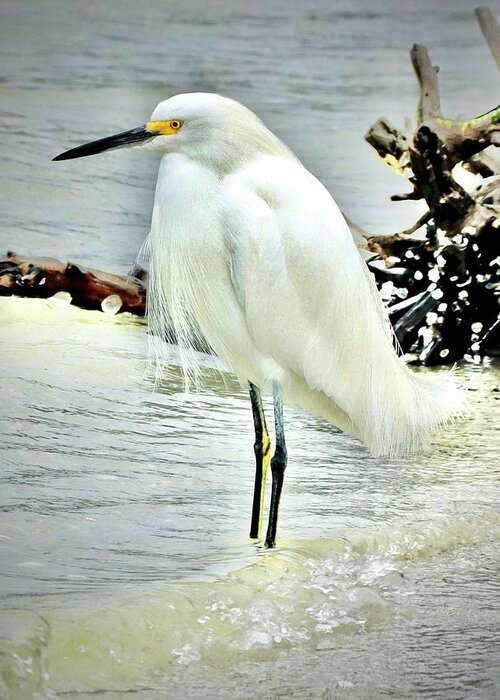Snowy Greeting Card featuring the photograph Snowy Egret Fishing by Sarah Lilja
