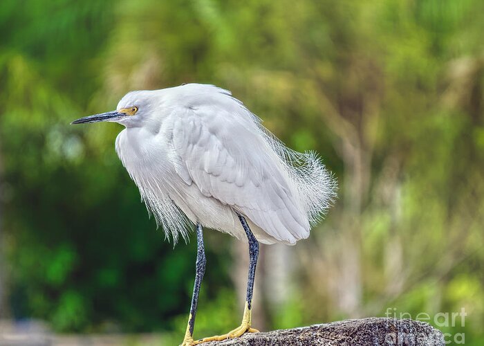 White Egrets Greeting Card featuring the photograph Snowy Egret by Judy Kay