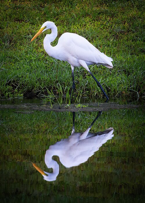 Birds Greeting Card featuring the photograph Snowy Egret by Larry Marshall