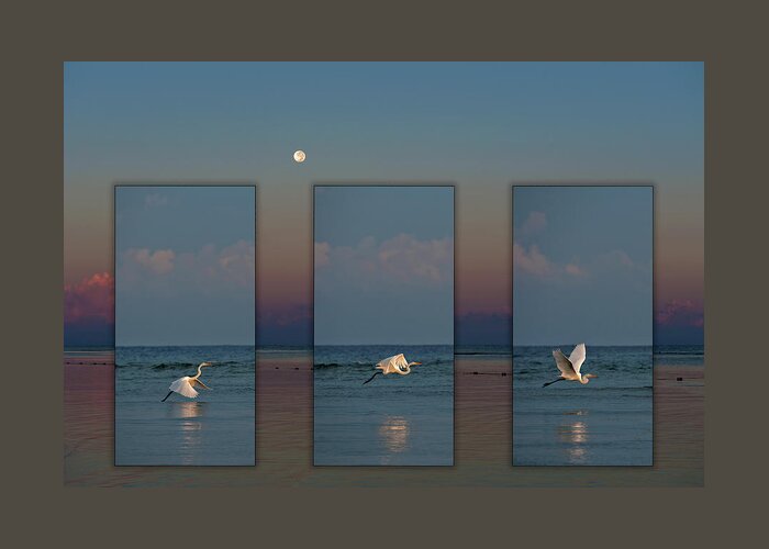 Jamaica Greeting Card featuring the photograph Snowy Egret Moon by Jill Love