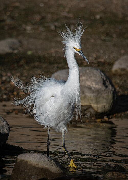 Snowy Egret Greeting Card featuring the photograph Snowy Egret by Rick Mosher