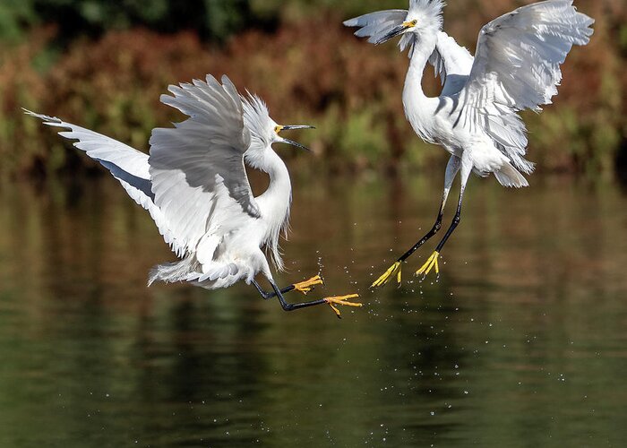 Snowy Egrets Greeting Card featuring the photograph Snowy Egrets 7013-052721-2 by Tam Ryan