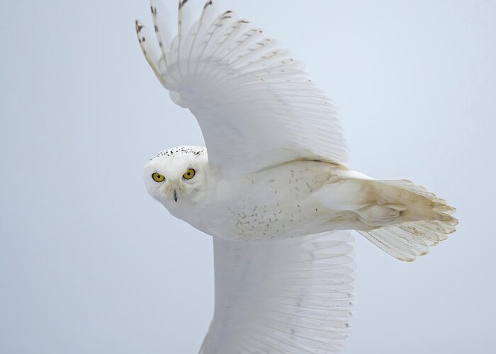 Snowy Owl Greeting Card featuring the photograph Snowy Glance by CR Courson