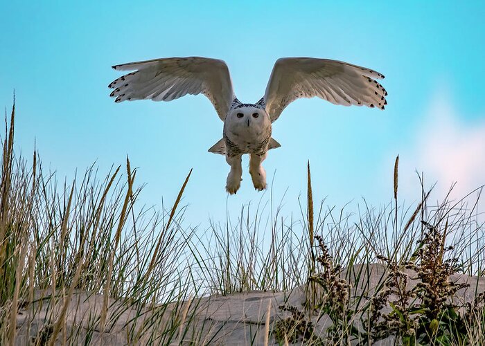Owl Greeting Card featuring the photograph Snowy Owl In Flight by Cathy Kovarik
