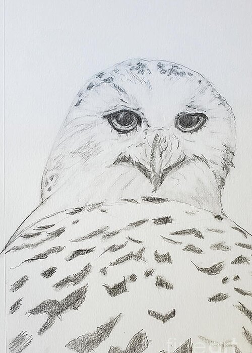 Birds Greeting Card featuring the drawing Snowy Owl by Mary Capriole