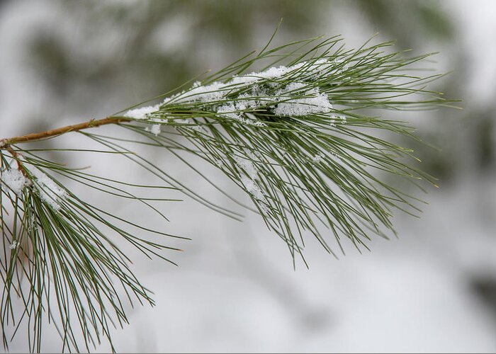Pine Greeting Card featuring the photograph Snowy Pine by Denise Kopko