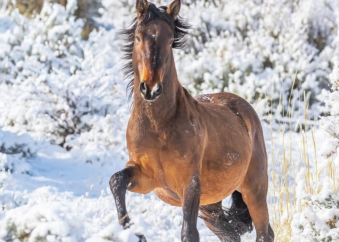 Nevada Greeting Card featuring the photograph Snowy Stallion Portrait by Marc Crumpler