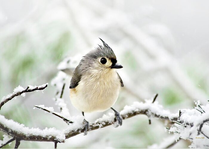 Bird Greeting Card featuring the mixed media Snowy Tufted Titmouse by Christina Rollo