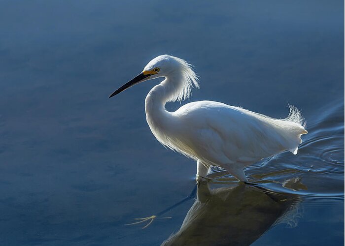 Snowy Egret Greeting Card featuring the photograph Snowy White Egret by Rick Mosher