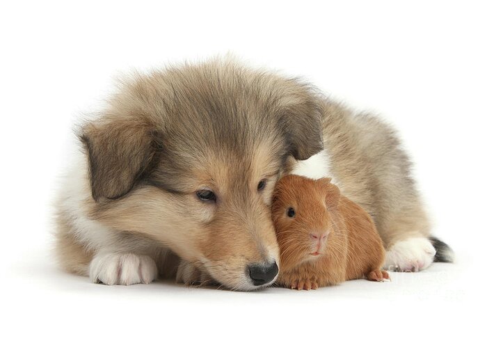Rough Collie Greeting Card featuring the photograph Snuggling with Guinea by Warren Photographic