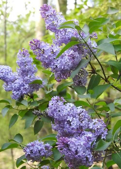 Lilac Greeting Card featuring the photograph So Many Lilacs in Bloom by Eunice Miller