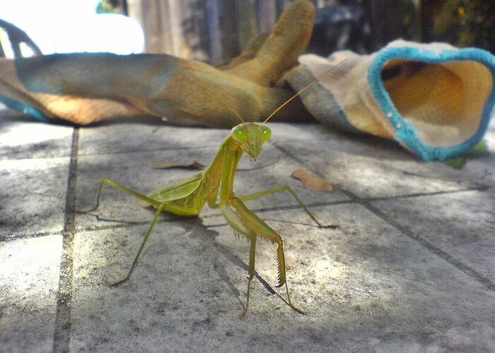 Praying Mantis Greeting Card featuring the photograph So You Want To Put On Your Gloves by Andy Rhodes