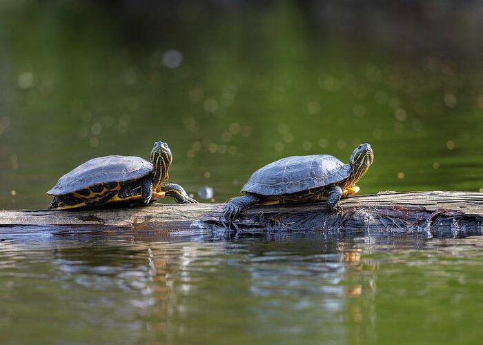 Turtles Greeting Card featuring the photograph Soaking Up The Sun by Bill Cubitt