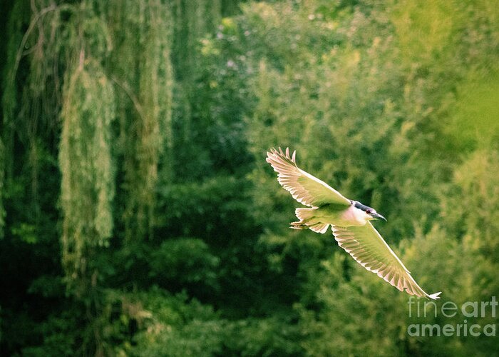 Heron Greeting Card featuring the photograph Soaring Above by Alyssa Tumale