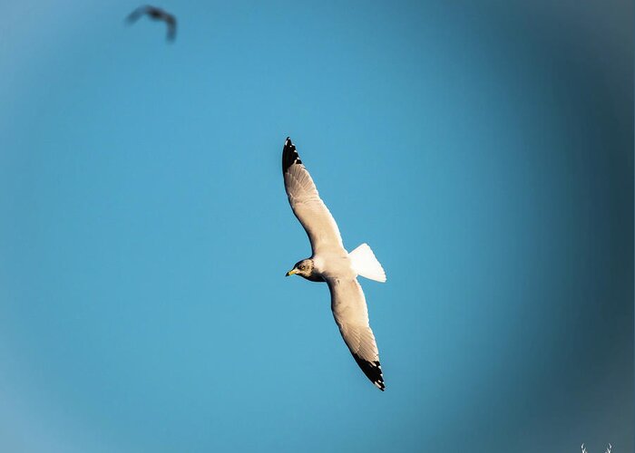 Gull Greeting Card featuring the photograph Soaring by Pam Rendall