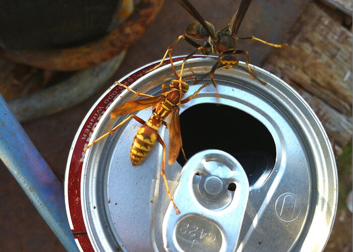 Nature Greeting Card featuring the photograph Soda Pop Bandits, two wasps on a pop can by Shelli Fitzpatrick