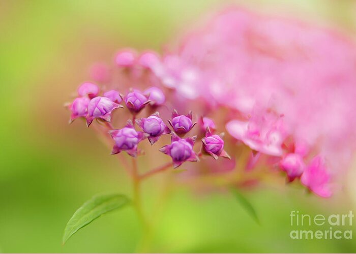 Summer Flowers Greeting Card featuring the photograph Soft Colors of a Flower Bud by Sandra J's