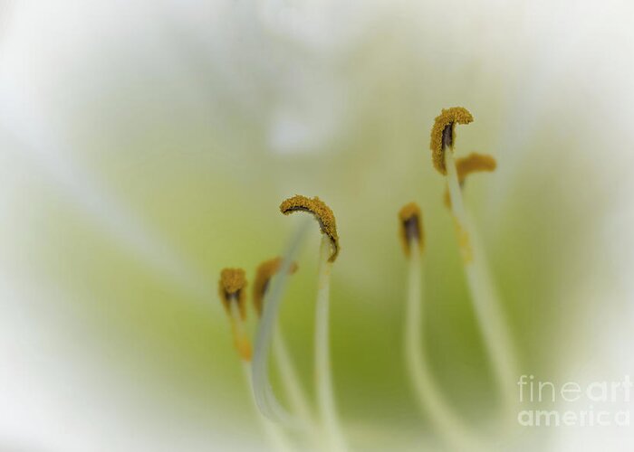 Flower Greeting Card featuring the photograph Soft Dreamy and Pearly Daylily by Amy Dundon