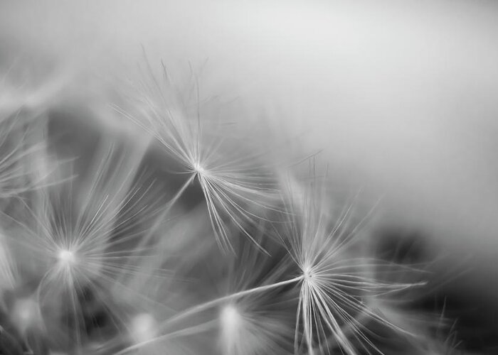 Black&white Greeting Card featuring the photograph Soft flower by MPhotographer