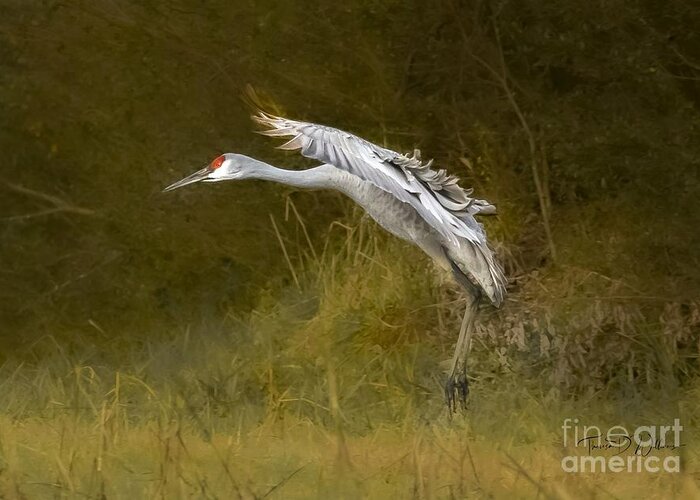Sandhill Crane Greeting Card featuring the photograph Soft Landing by Theresa D Williams