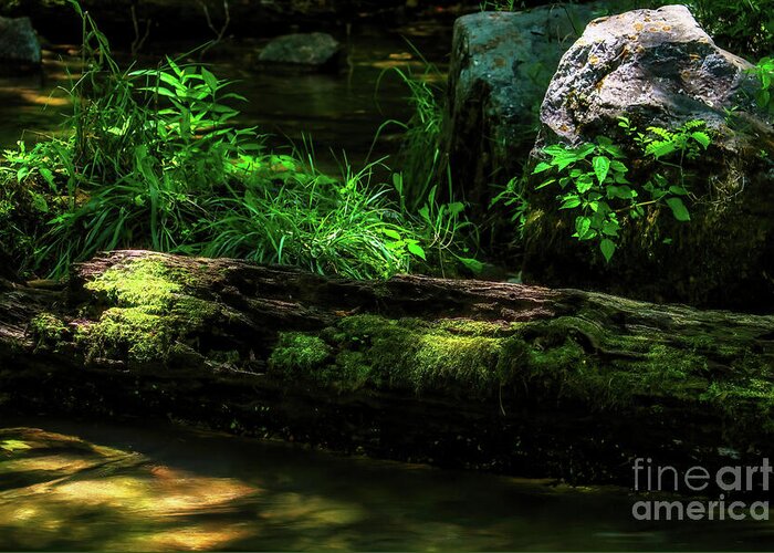 Log Greeting Card featuring the photograph Soft Light on the Forest Floor by Shelia Hunt