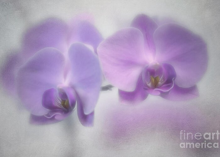 Pale Greeting Card featuring the photograph Soft Orchids by Priska Wettstein