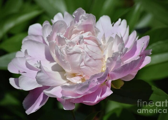 Art Greeting Card featuring the photograph Soft Pink Peoney by Jeannie Rhode