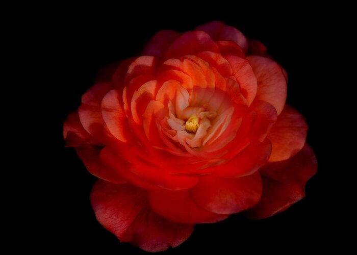 Rose Greeting Card featuring the photograph Soft Red Rose by Carrie Hannigan