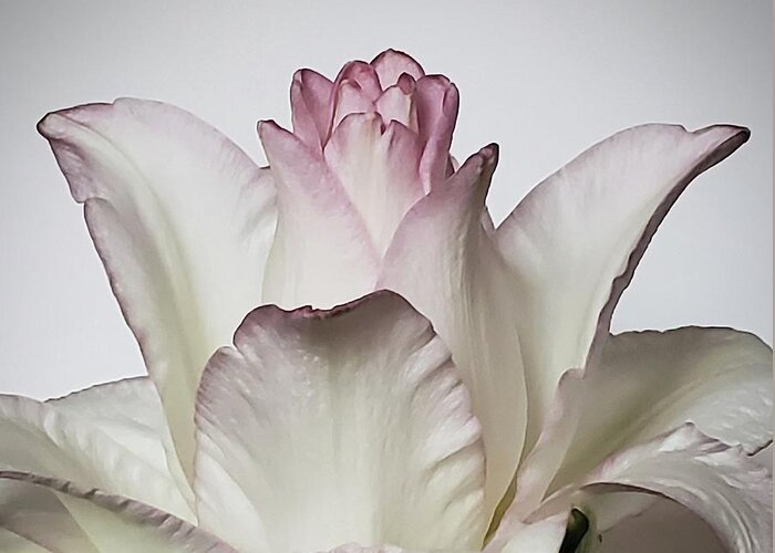 Art Greeting Card featuring the photograph Rose Lily by Jeannie Rhode