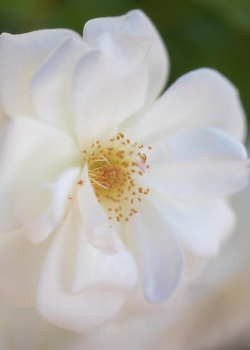 Flower Greeting Card featuring the photograph Soft White Beauty by Teresa Wilson