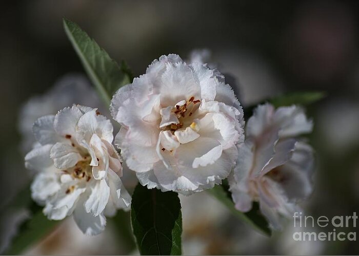 Crabapple Greeting Card featuring the photograph Soft White Crabapple Flowers by Joy Watson