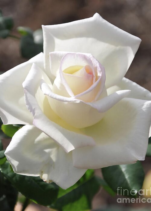 White-rose Greeting Card featuring the digital art Soft White Rose Bloom by Kirt Tisdale