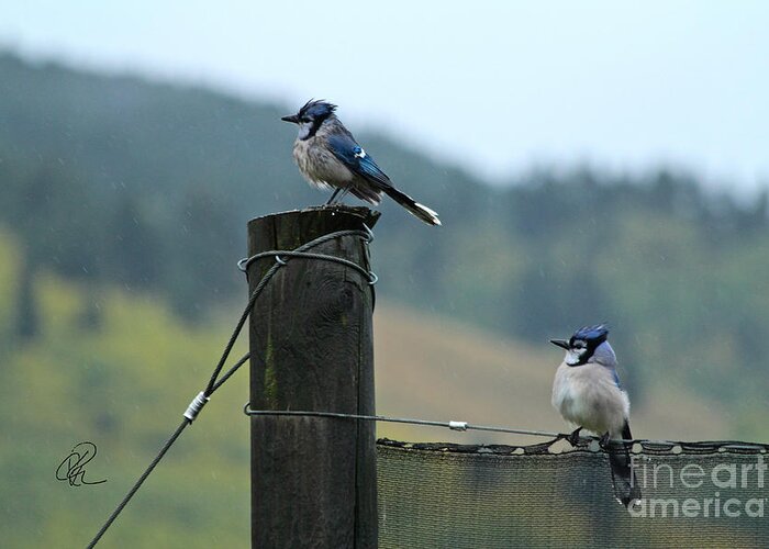 Bluejay Greeting Card featuring the photograph Soggy Bluejays by Ann E Robson