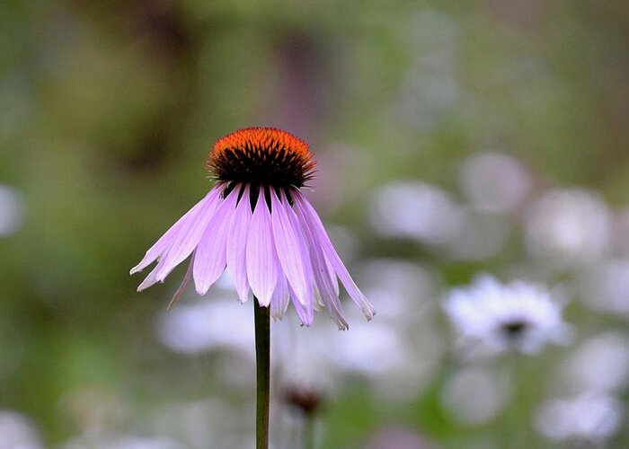 Echinacea Purpurea Greeting Card featuring the photograph Solitary Coneflower by Lynn Hunt