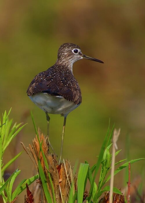 Solitary Sandpiper Greeting Card featuring the photograph Solitary by Timothy McIntyre
