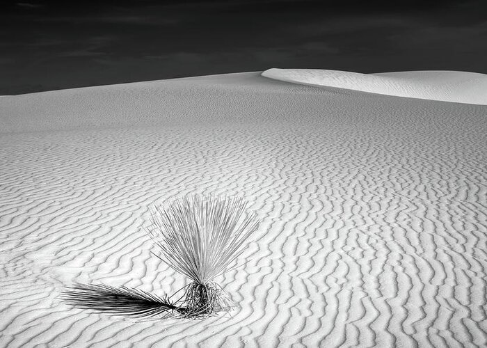 Infrared Greeting Card featuring the photograph Solitary Yucca by James Barber