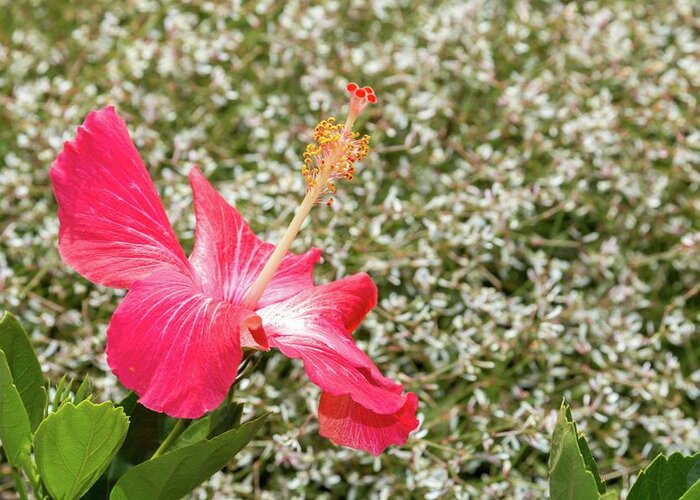 Baby's Greeting Card featuring the photograph Solo Hibiscus by Liza Eckardt