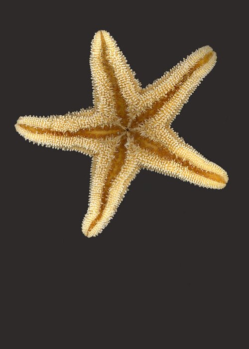 Starfish Greeting Card featuring the photograph Solo Starfish II by Suzanne Gaff