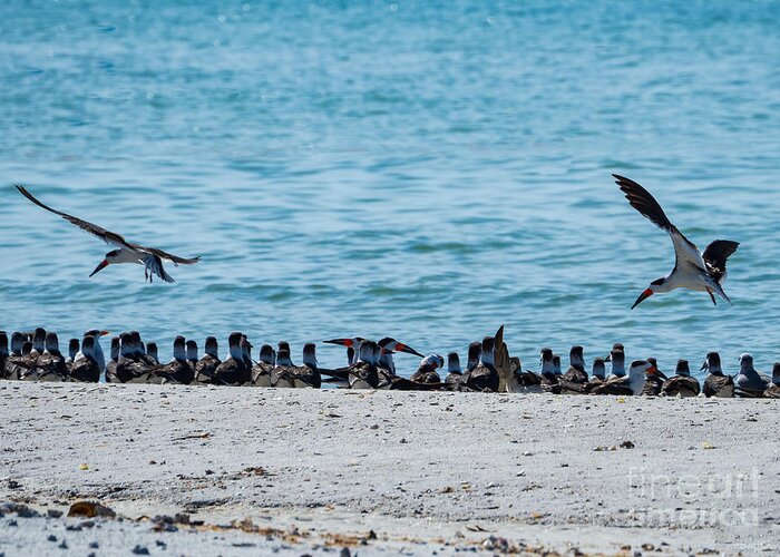 Black Skimmer Greeting Card featuring the photograph Someone Always Wants to Cut in Line by L Bosco