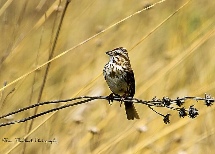 Birds Greeting Card featuring the photograph Song Sparrow by Mary Walchuck